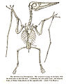 Inaccurate skeletal diagram of Pterodactylus, 1892