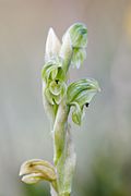 Pterostylis crassicaulis