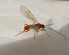 Pygostolus sticticus. Braconidae - Flickr - gailhampshire.jpg