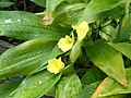Pyrgophyllum yunnanense - Flickr - peganum (5).jpg