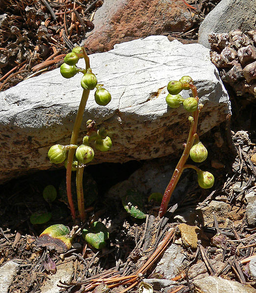 File:Pyrola chlorantha 1.jpg