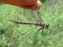 Quebec emerald jul 2 2017.jpg