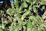 Miniatura para Quercus rugosa