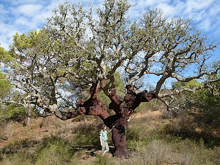 Tập_tin:Quercus_suber_algarve.jpg