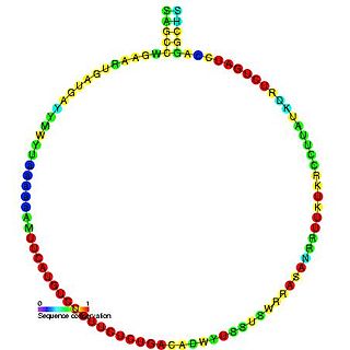 <span class="mw-page-title-main">Small nucleolar RNA SNORD111</span>