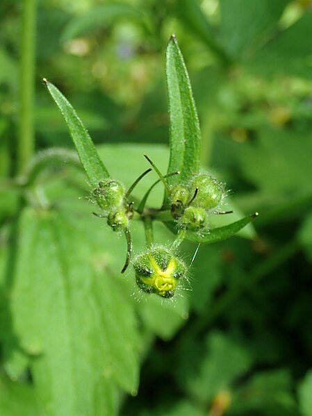 File:Ranunculus lanuginosus 2019-04-20 1395.jpg