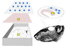 Grid cells and place cells work together to determine the position of the animal RatGPS.svg