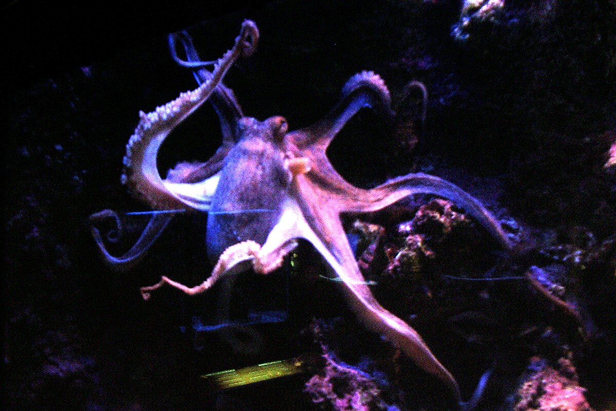 File:Real octopus.jpg - Wikimedia Commons