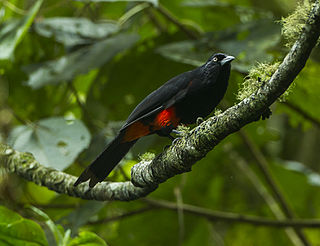 Red-bellied grackle Species of bird