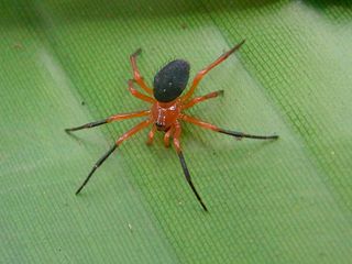 <i>Nicodamus peregrinus</i> Species of spider