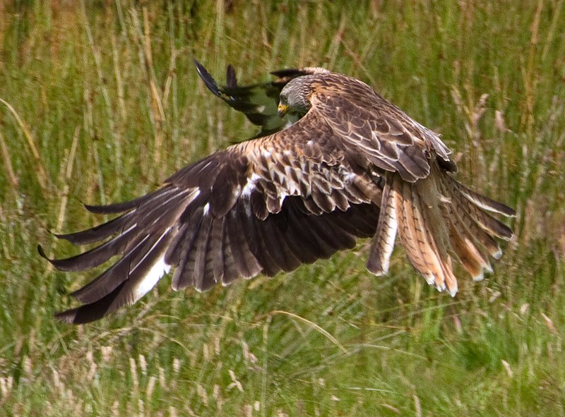 File:Red Kite 24 (5939313285).jpg