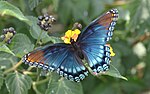 Thumbnail for File:Red Spotted Purple (20476070479).jpg