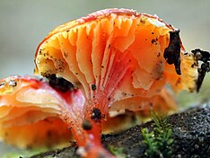 Red waxcap ferndale park April.jpg