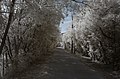 Français : Chemin de la voie verte, Le Pont, Reynès (Pyrénées-Orientales, Languedoc-Roussillon, France) Català: Camí de la via verda, El Pont, Reiners (Pirineus Orientals, Llenguadoc-Rosselló, França) Español: Camino de la vía verde, Le Pont, Reynès (Pirineos Orientales, Languedoc-Rosellón, Francia)