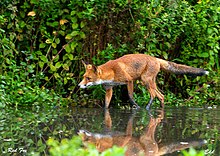 Renard roux chassant au bord d'un cours d'eau.