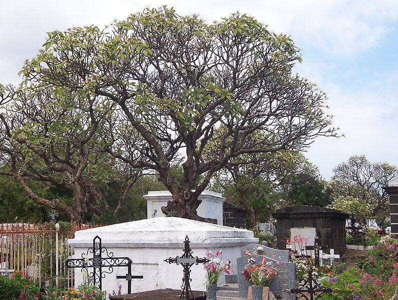 File:Reunion Saint-LeuGraveyard Plumeria alba 02.JPG