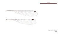 Rhadinosticta simplex male wings (34762642345).jpg