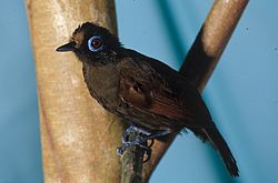 Rhegmatorhina melanosticta -NBII Image Gallery-a00183.jpg