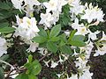 Rhododendron 'Rīta Zvaigzne'