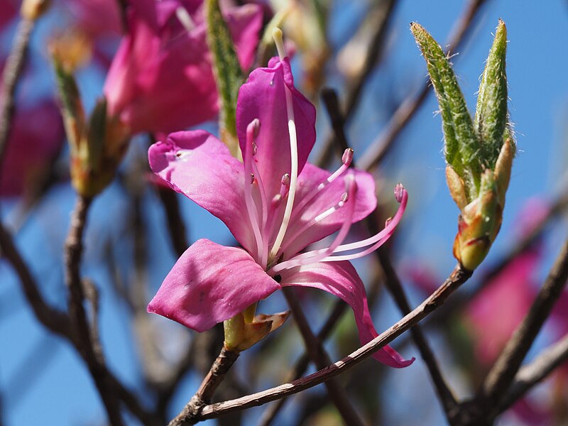 File:Rhododendron nudipes 02.jpg