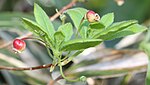 Plants in Mount Haku