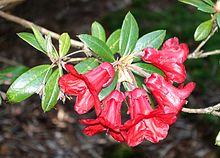 Rhododendron sanguineum - Ботанический сад VanDusen - Ванкувер, Британская Колумбия - DSC06936.jpg