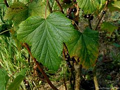 Ribes-nigrum.JPG