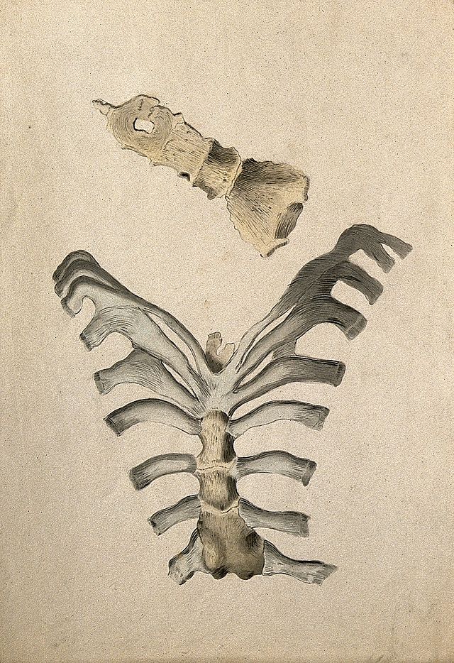 Bones of the scapula, ribs and sternum. Etching by or after J. Gamelin,  1778/1779. - SuperStock