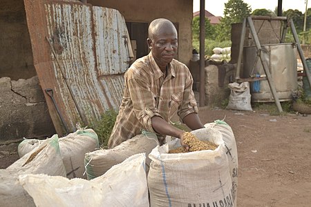 Parboiled rice being bagged for transportation to the mill
