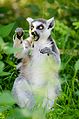 Ring-Tailed Lemur (20840835420).jpg