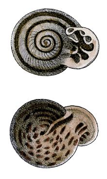 Ringicella carinatum shell.jpg