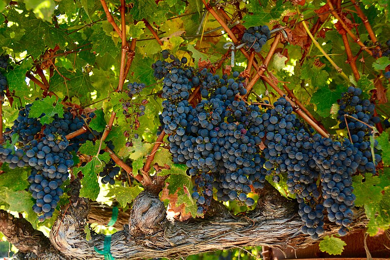 File:Ripe grapes, Edna valley.jpg