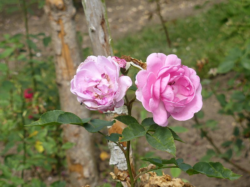File:Rosa 'Nymphe Egeria' 1.jpg