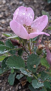 <i>Rosa bridgesii</i> Species of flowering plant