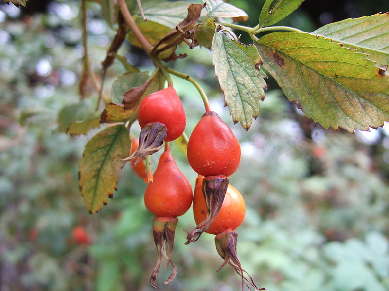 Fil:Rosa nipponensis rosehips.JPG