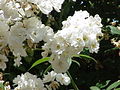 Bouquets de fleurs.