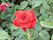 Роза sp.89.jpg