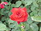 Rosa sp.89.jpg