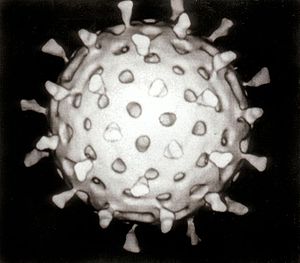 Rotavirus !.jpg