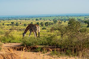 Nord-Giraffe im Murchison-Falls-Nationalpark