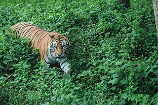 <span class="mw-page-title-main">Bengal tiger</span> Tiger population on the Indian subcontinent