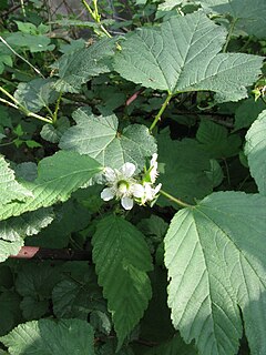 <i>Rubus crataegifolius</i> Berry and plant