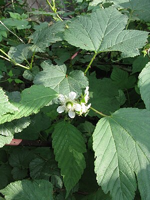 Rubus crataegifolius 11.JPG