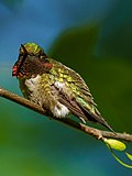 Thumbnail for File:Ruby-throated Hummingbird male.jpg