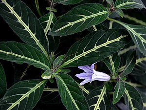 Ruellia portellae.jpg