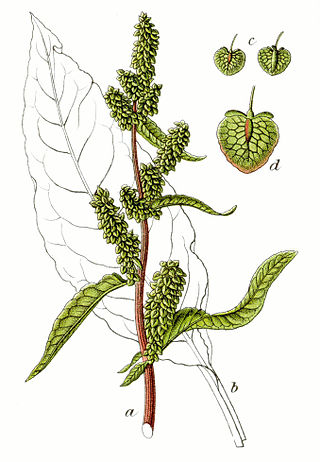 <i>Rumex patientia</i> Species of flowering plant in the family Polygonaceae