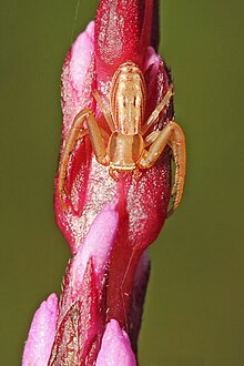 Crab Spider, Family Thomisidae with Ocherous Skipper, Lere…