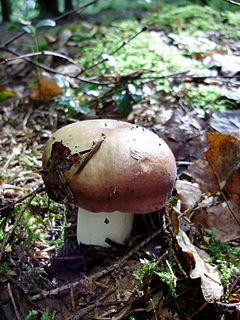 <i>Russula decolorans</i>