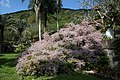 Sítio Roberto Burle Marx