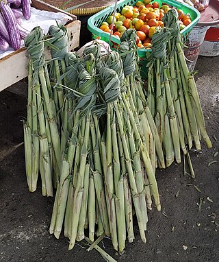 <i>Saccharum edule</i> Species of grass